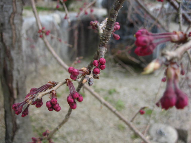 桜